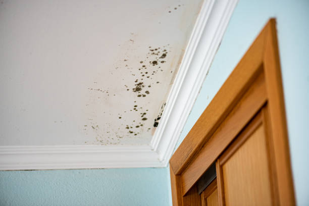 Best Certified Mold Removal  in Cochranton, PA