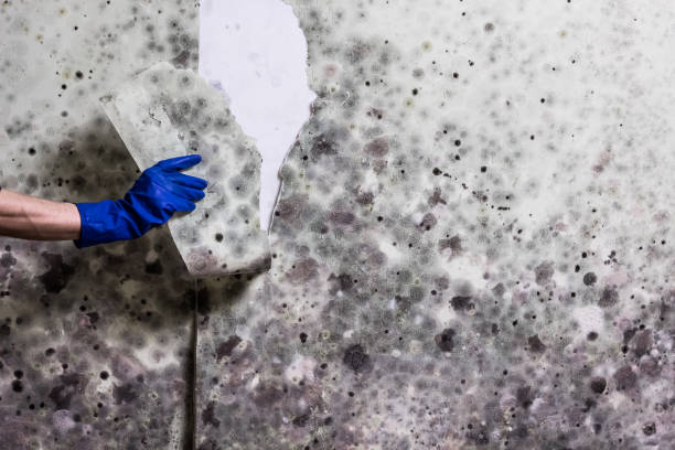 Best Toxic Mold Removal  in Cochranton, PA