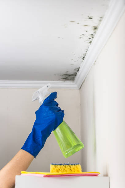 Mold Testing and Removal in Cochranton, PA